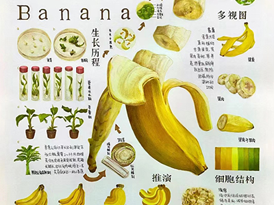 平面设计